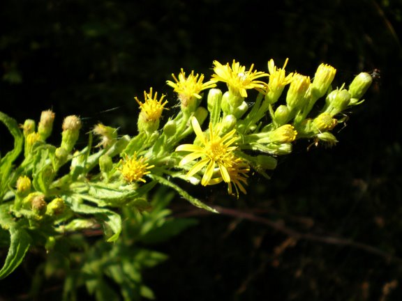 Dittrichia viscosa